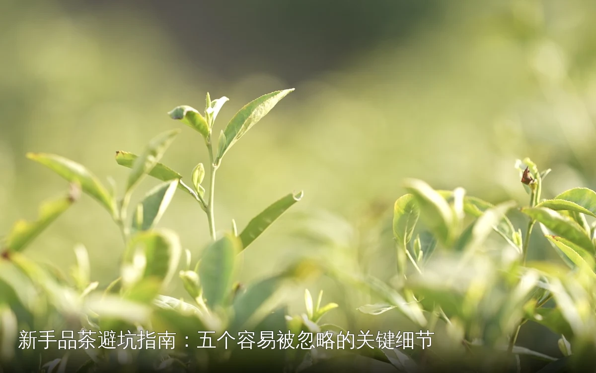 新手品茶避坑指南：五个容易被忽略的关键细节